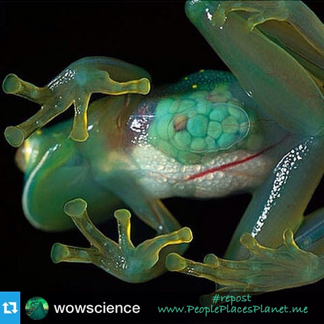 PPP-Planet-Glass-Frog