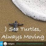 Sea Turtles Always Moving ~ PLANET thumbnail