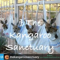 The Kangaroo Sanctuary ~ PLANET thumbnail