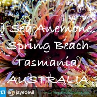 SEA ANEMONE ~ Spring Beach, Australia ~ PLANET thumbnail