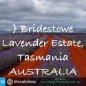 Bridestowe Lavender Estate - Tasmania, AUSTRALIA ~ PLACES