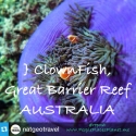 CLOWNFISH, Great Barrier Reef ~ PLANET