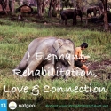 Elephants Rehabilitation, Love & Connection ~ PLANET