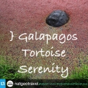 Galapagos Tortoise Serenity ~ PLANET