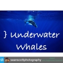 Underwater Whales ~ PLANET