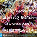 SEA ANEMONE ~ Spring Beach, Australia ~ PLANET