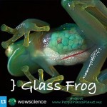 GLASSFROG ~ PLANET